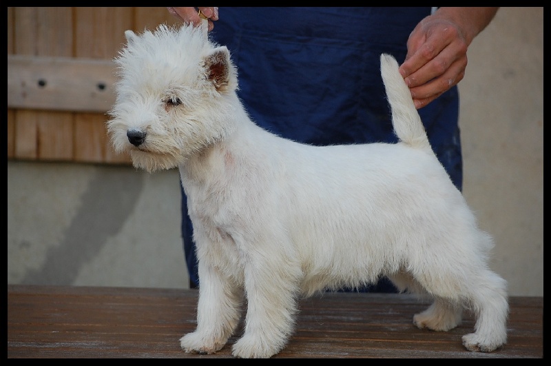 Les West Highland White Terrier de l'affixe Quentin's Touch