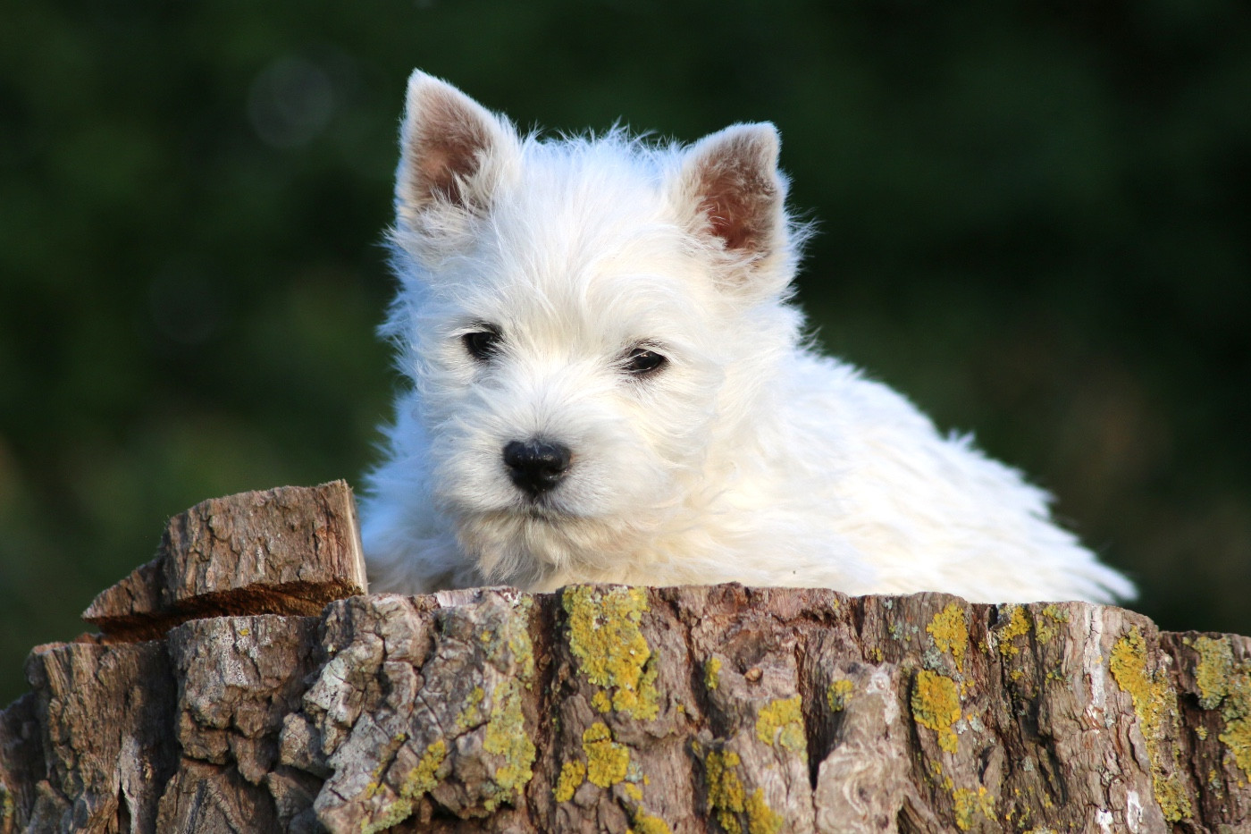 Quentin's Touch - Chiots disponibles - West Highland White Terrier