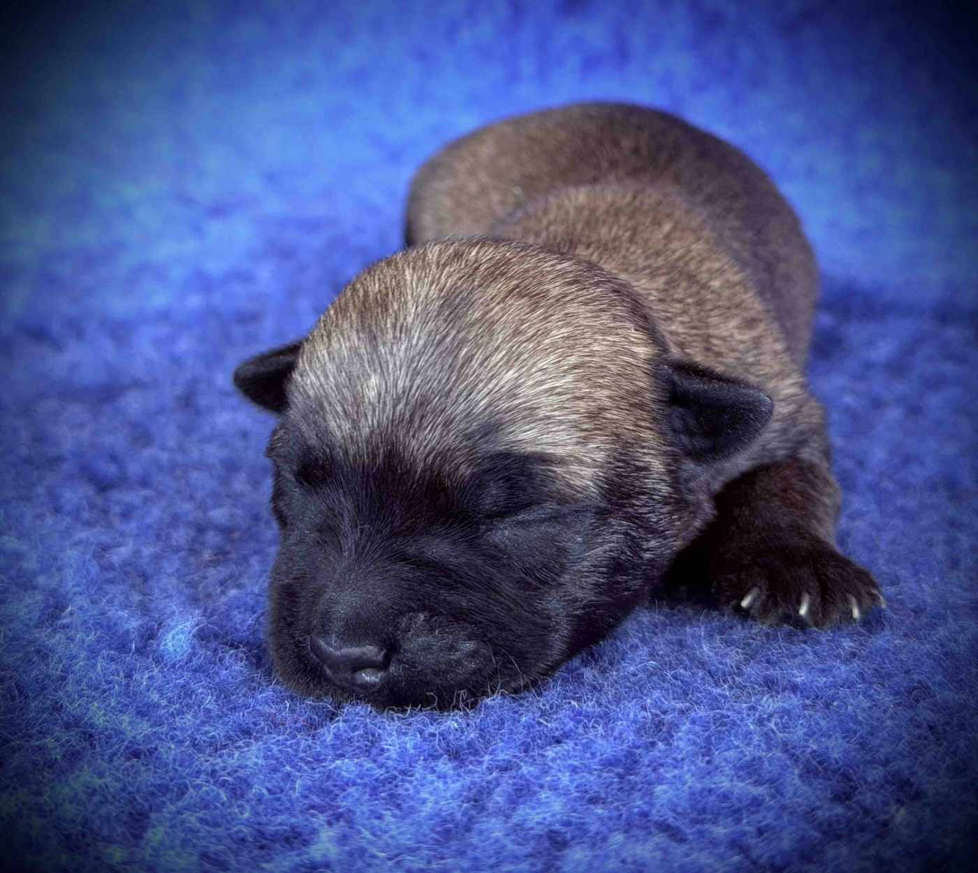 Quentin's Touch - Chiots disponibles - Cairn Terrier