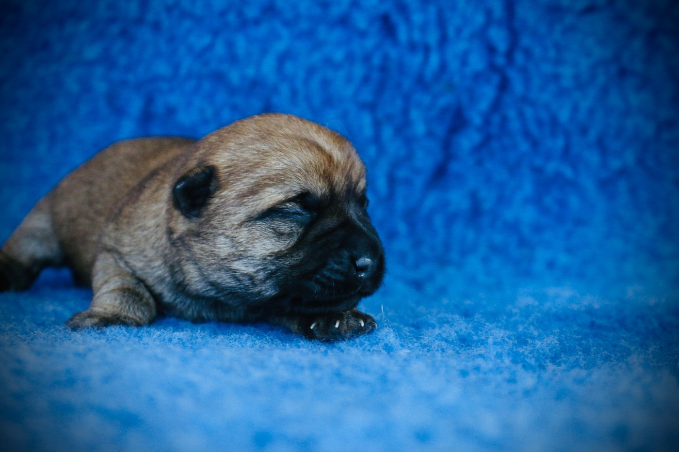 Quentin's Touch - Chiots disponibles - Cairn Terrier