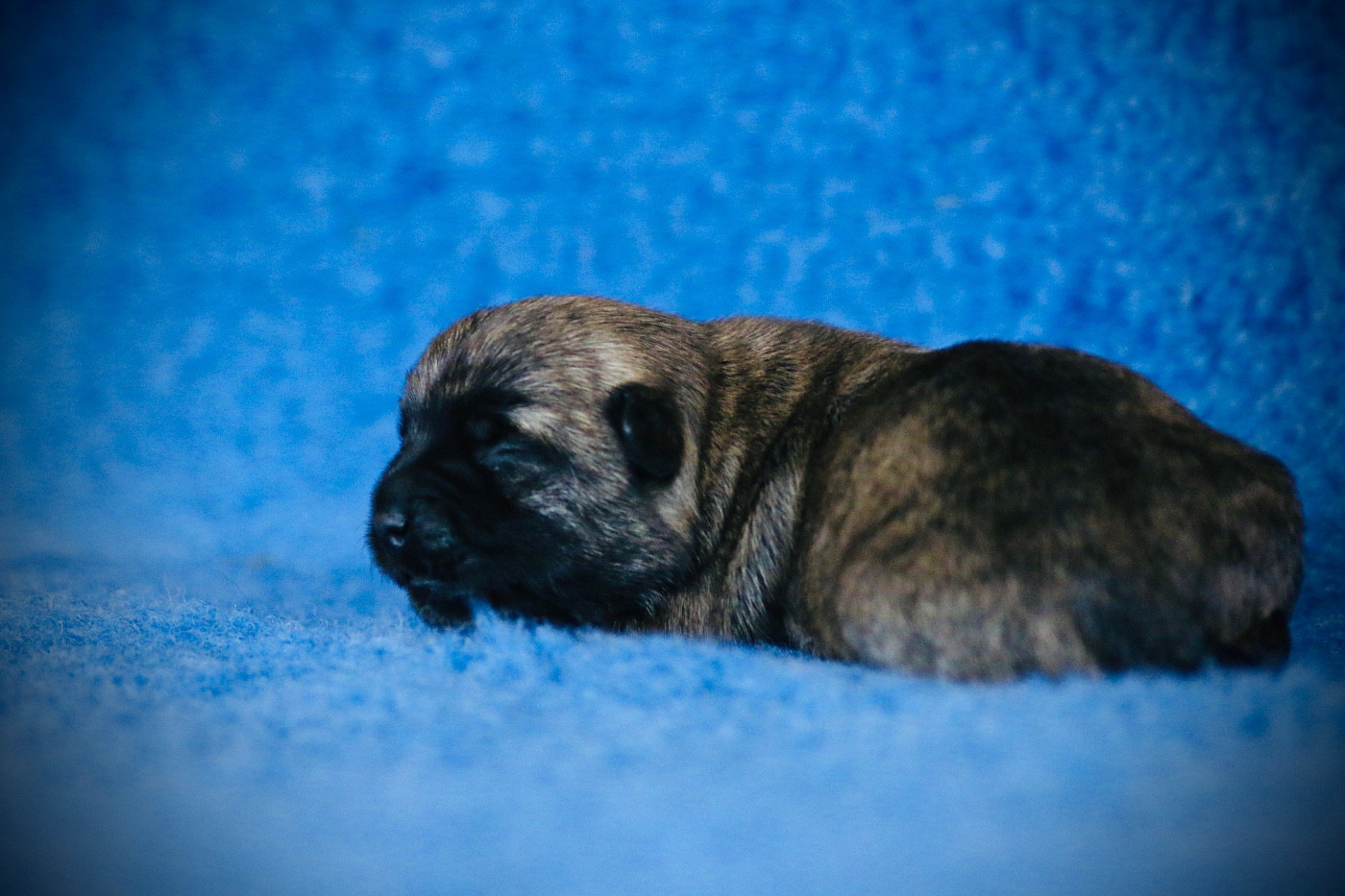 Quentin's Touch - Chiots disponibles - Cairn Terrier