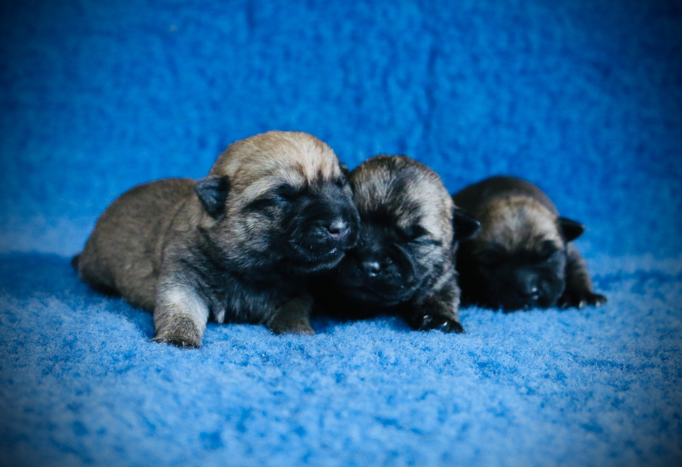 Chiot Cairn Terrier Quentin's Touch