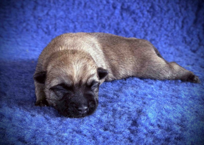 Chiot N°1