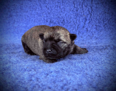 Chiot N°2