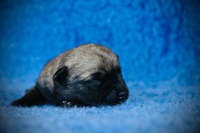 Chiot N°4